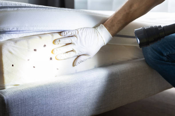 Best Flea Control Services  in Albion, IL