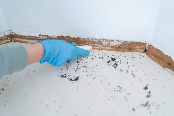 Flea Control Services in Albion, IL